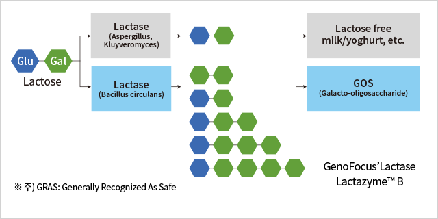 Lactose