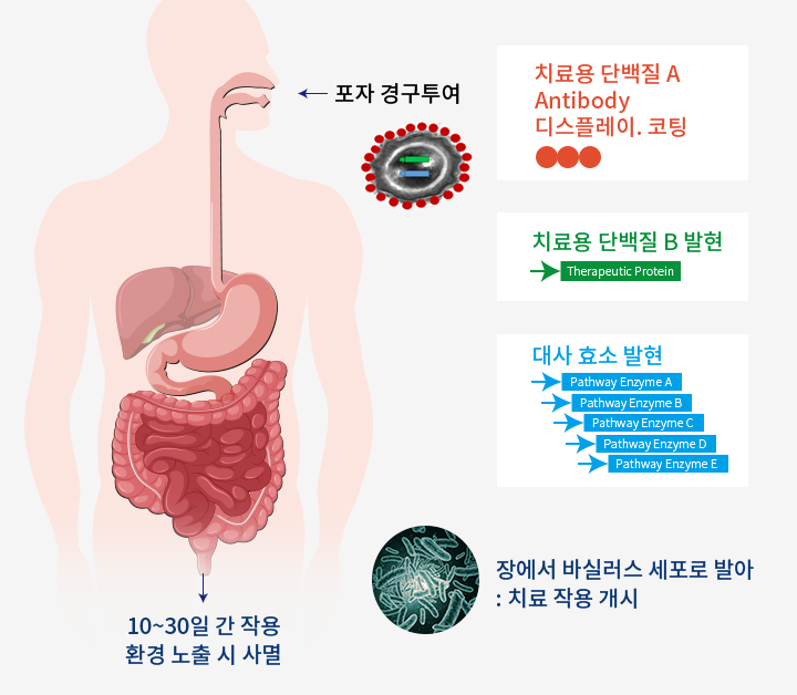 인체 작용